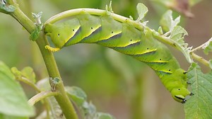 Have you ever seen a Death's-Head Hawk-moth caterpillar? #MothsMatter The Death’s-head Hawk-moth is the bad boy of the moth world. Strikingly large and rather rare in the UK; only a handful make it over from the Continent each autumn. https://butterfly-conservation.org/news-and-blog/meet-the-deaths-head-hawk-moth | Butterfly Conservation