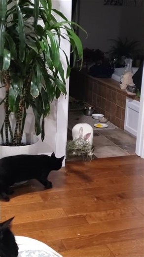 Rabbit Building Nest While Cats Watch #cuterabbit #rabbit #catvideos #bunny