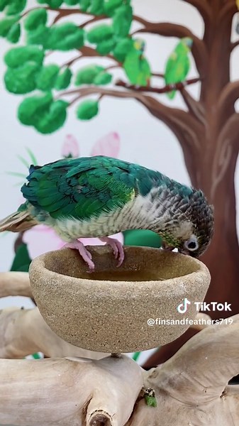 Here’s a closer look at Toast 🥰 A super sweet cinnamon turquoise green cheek conure looking for their forever home! #finsandfeathers719 #birdsanctuary #greencheekconure