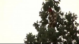Bizarre ‘Tree Standoff’ in Seattle as man refuses to come down from 80-foot tree