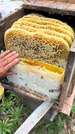 Incredible Honeycomb Harvest! 🍯