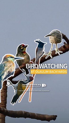2.9M views · 9.1K reactions | Birdwatching is a rare opportunity to connect with both people and nature, and nurtures mindfulness. At Olaulim Backyards, the set up is primed for just that! Check out some of the birds spotted at this Goan paradise - with images shot by guests themselves! PS. Have your sound on to enjoy the ASMR vibes of the bird calls . | Our Better World | Facebook