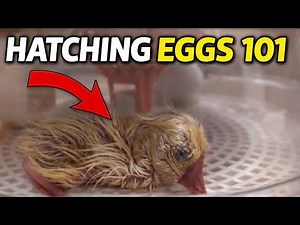 How to Hatch Eggs at Home (Complete Beginner Guide) | Chickens, Ducks & Geese