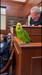 Parrot Vs Judge | Crazy Parrot Tv