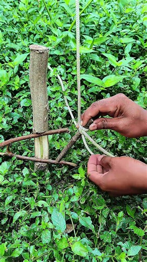 DIY Trap creative ideas!