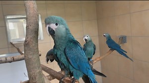 Há mais de 20 anos extinta, Ararinha-azul volta a voar pelos céus da Caatinga
