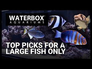 Top Fish for a Large Fish Only Saltwater Aquarium
