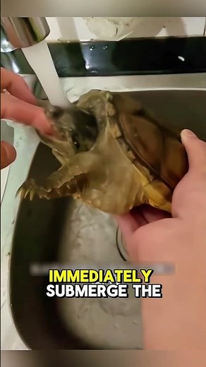 How To Safely Handle a Turtle Bite 😨
