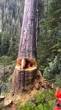 Falling Giants Incredible Skills & Most Intense Tree Cutting Moments! 🌲🔥