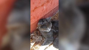 223K views · 112 shares | Here is a wholesome compilation of adorable animal moments to make your day brighter! Tell us your favorites in the comments | Animal Tales | Facebook