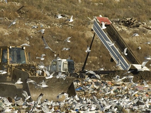 Saskatoon ponders changes to garbage and organics collection for multi-unit housing