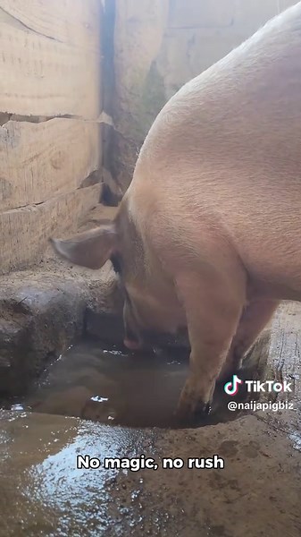 From One Sow to a Hundred Pigs: The Step-by-Step Expansion Strategy #pig #pigbusiness #pigfarmer #pigfarm #pigfeed