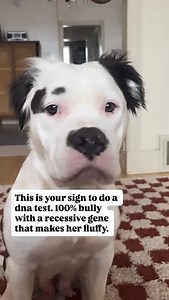 DNA test | Pitbull Hub
