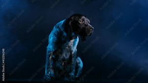Brittany Spaniel sits in full growth in a dark smoky studio against a black background. The pet looks in front of him, then bows his head down. Slow motion. Close up.