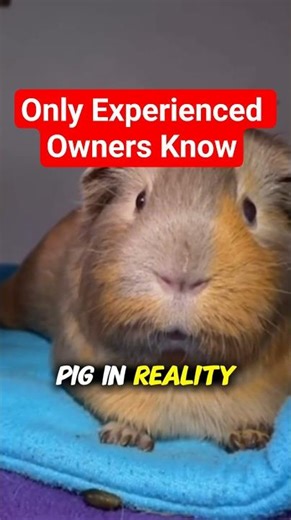 Many Guinea Pigs Suffer in Silence