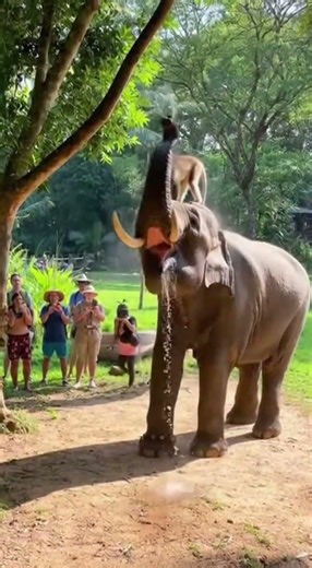 Elephant & Monkey Shock Everyone! 🐘🐒