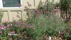 7.2K views | This Week In KELOLAND: We look back at what happened with money raised to help victims of the Spencer tornado; butterflies are swarming in Sioux Falls; and meet Brandon Valley's King Carson. | KELOLAND News | Facebook