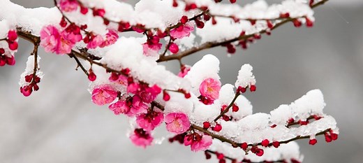 Isaiah 1:18 Meaning of Though Your Sins Be as Scarlet