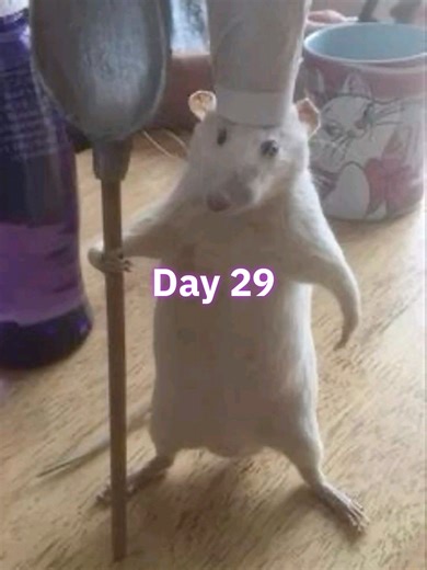 Umamusume Random Training Insights for Day 29