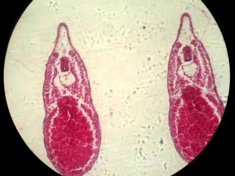 7mm. Frog Embryo serial x.s. (cross section)