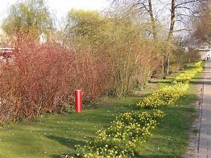 First Signs of Spring - Kollega Pastor