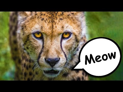 What sound does a CHEETAH make? | Safari Animals