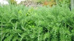Growing evergreen rosemary shrubs with amazing fragrant and needle-like leaves, aromatic rosemary bushes with many healthy properties and vitamins, cultivation of rosemary shrubs for further use in Stock Video