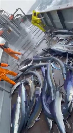 The Sea Exploded: Sailfish Pile Up… Then a Shark “Throws Up” Fish😱