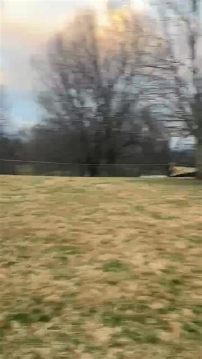 Daisy, Watson, Marlo and Lizzie | Barbara Duke Killough | Facebook