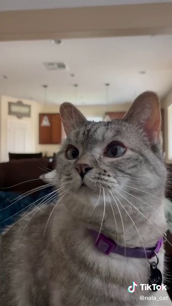 Energizer Ultimate Lithium outlasts zoomies! Check out #PoweredByEnergizer to learn more #ad