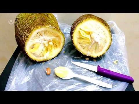 The Largest Fruit in the World.