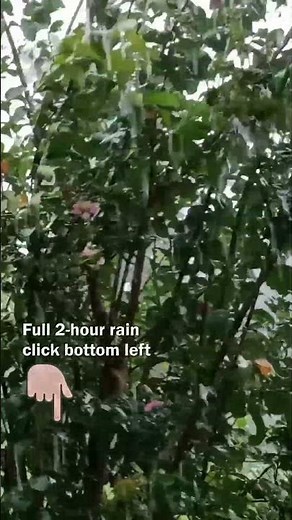 Instantly Fall Asleep: Heavy Tropical Rain__Tropical Nature Sounds__#relaxingvideo #peaceful