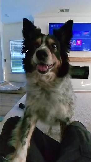 FLUFFER’S REALLY WANTS A TREAT