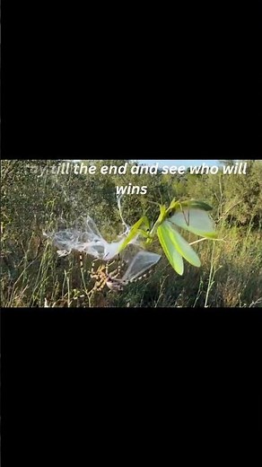 Ultimate Battle: Giant Spider vs Praying Mantis! 🕷️⚔️😱