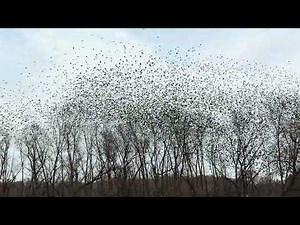 Murmuration
