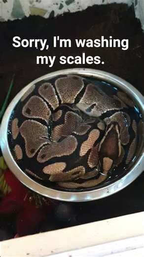 #funny #ballpython #cute #reptile #snake #fun #funnypets #cutepets #cutesnake #royal #snake #bored