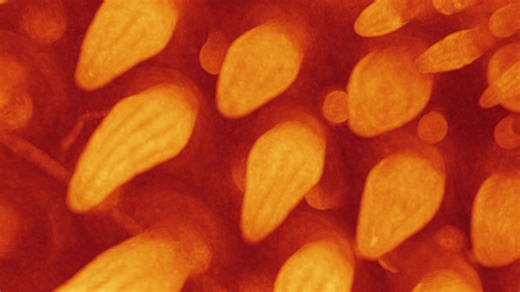 Dinosaurs' early feathers recreated in chickens using gene inhibition