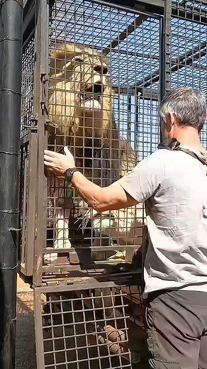 How to Unload LIONS #wildlife #animal #fun | Animal Lovers