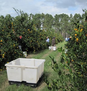 Friday Feature: Satsuma Mandarin Harvest | Panhandle Agriculture