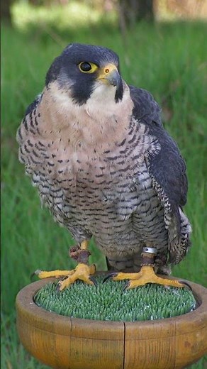 Peregrine Falcon Bird Sound Video: Bird Call Nature Sound Effect