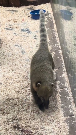 What An Amazing Animal | Coatimundis Are Members Of The Raccoon Family | Omnivorous Mammals