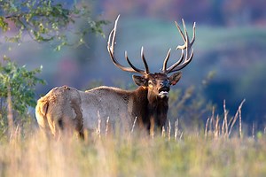 Take a tour to see West Virginia’s only elk herd