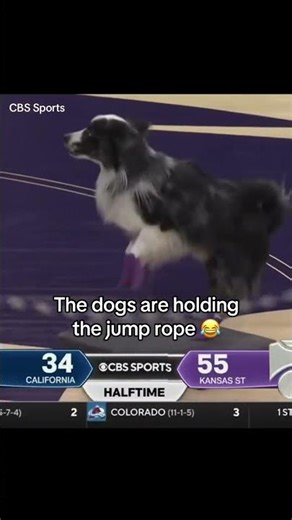 Those are good dogs 🔥