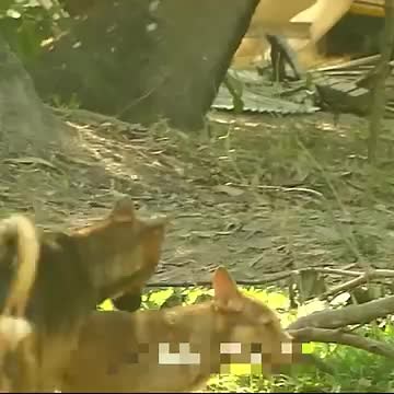 Understanding Dog Mating Behavior: A Closer Look