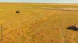 Aerial Scenes of Sheep herding in outback Australia