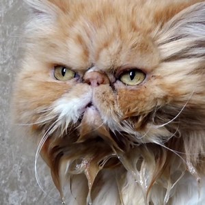 38K views · 2K reactions | Gizmo the cat has a frisky habit and Dr Scott is called in to get to the bottom of it! ♥️ | Vet On The Hill | Facebook