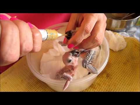 Baby Parrot Handfeeding Time
