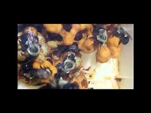Birth Of A Bumblebee