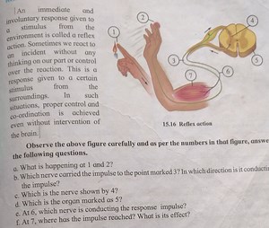 |An immediate and involuntary response given to a stimulus from... | Filo