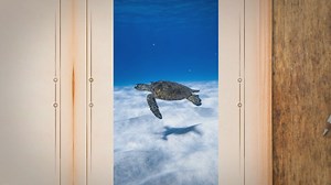 Do Snapping Turtles Attack Humans? Understanding Their Behavior and Potential Threat to Humans